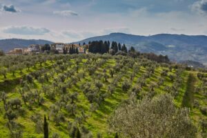 mediterranean wood olive wood grove