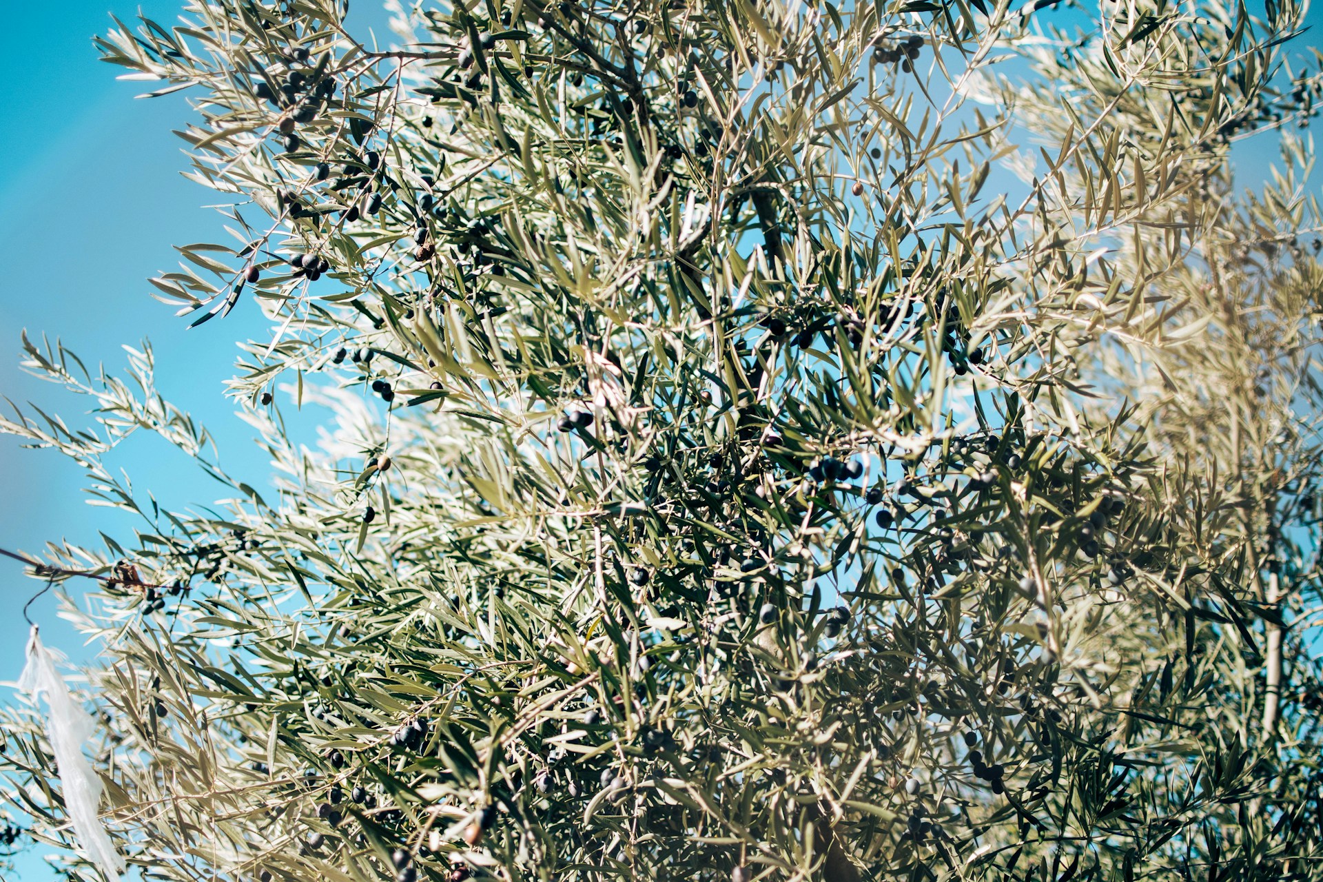 olive wood tree with olive branches olive wood sourciing in tunisia