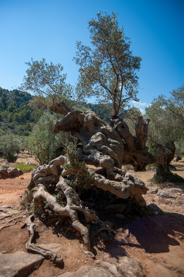 Olive wood sourcing in Tunisia