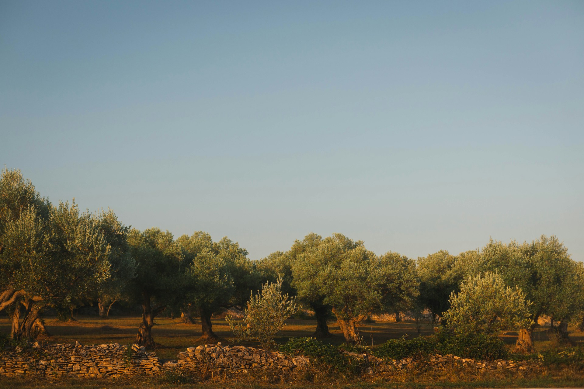 Tunisian Olive wood olive tree