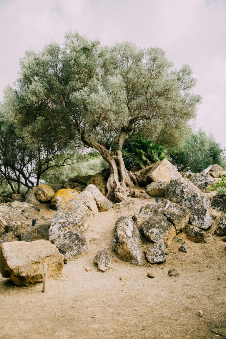 olive tree in an olive grove