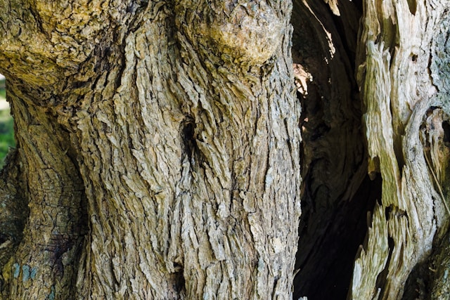 premium olive tree wood trunk