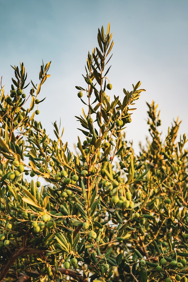 Olive tree with branches filled with green olives