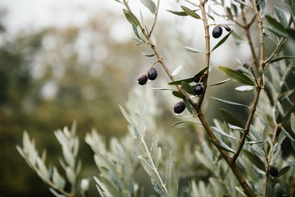 Olive tree with branches full of olives tunisian olive wood