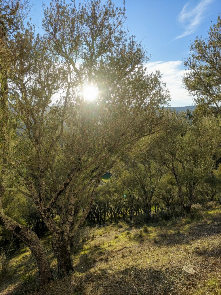 olive tree grove on top of a hill