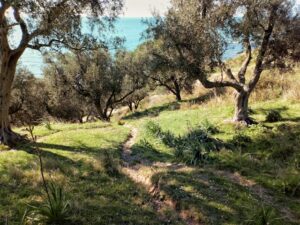 Olive trees field on the beach