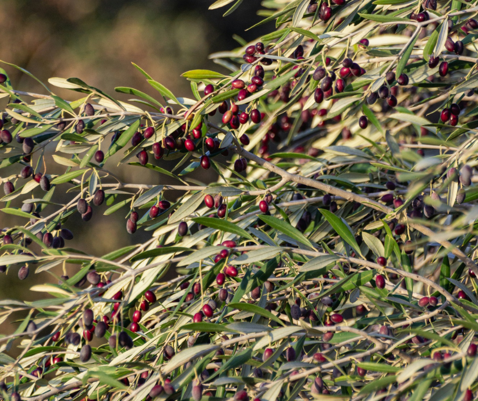olive tree with ripe olives