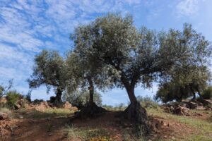 olive trees grove