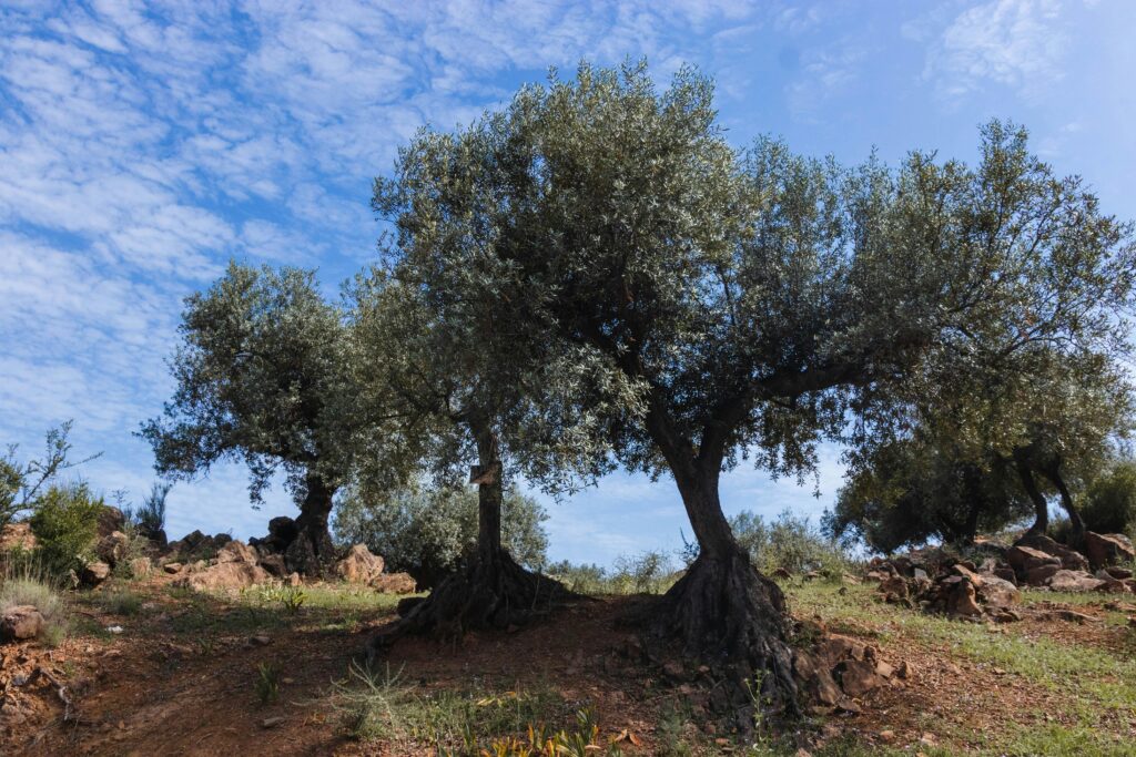 olive wood sourcing olive tree 