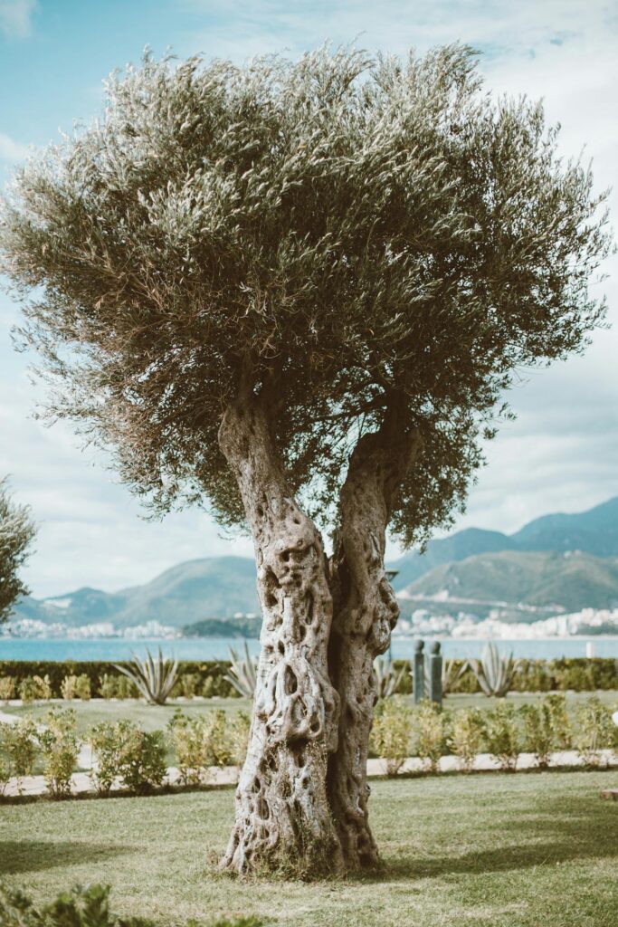 olive tree in nature