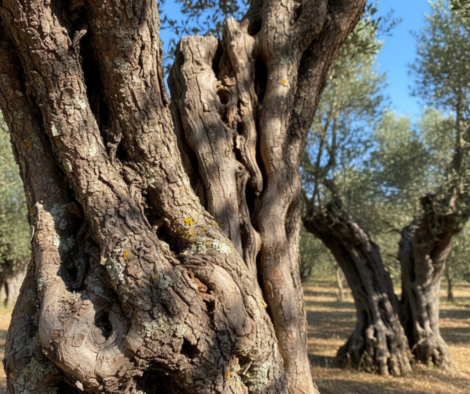olive tree